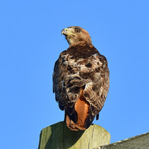 Red-Tailed Hawk in Morning Light (Print)