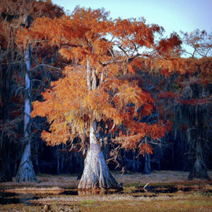 Autumn Ember (Print)