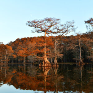 Twin Giants of the Bayou (Print)
