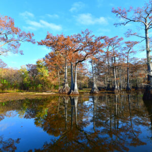 CADDO LAKE 27 (Digital download)