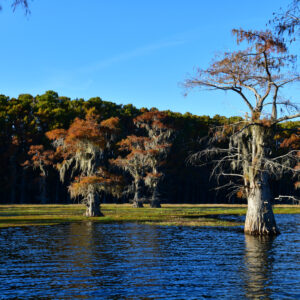 CADDO LAKE 12 (Digital download)