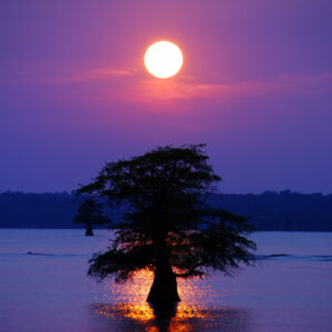 CADDO LAKE 14 (Digital download)