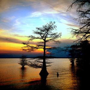 CADDO LAKE 19 (Digital download)
