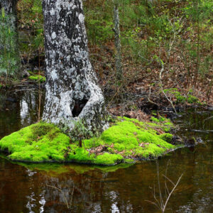 BLACK BAYOU LAKE 12 (CADDO PARISH) (Digital download)