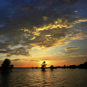 CADDO LAKE 25 (Print)