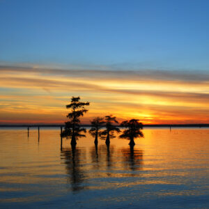 CADDO LAKE 29 (Digital download)