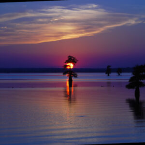 CADDO LAKE 25 (Digital download)