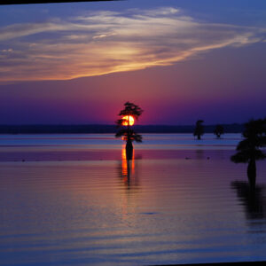 CADDO LAKE 8 (Digital download)