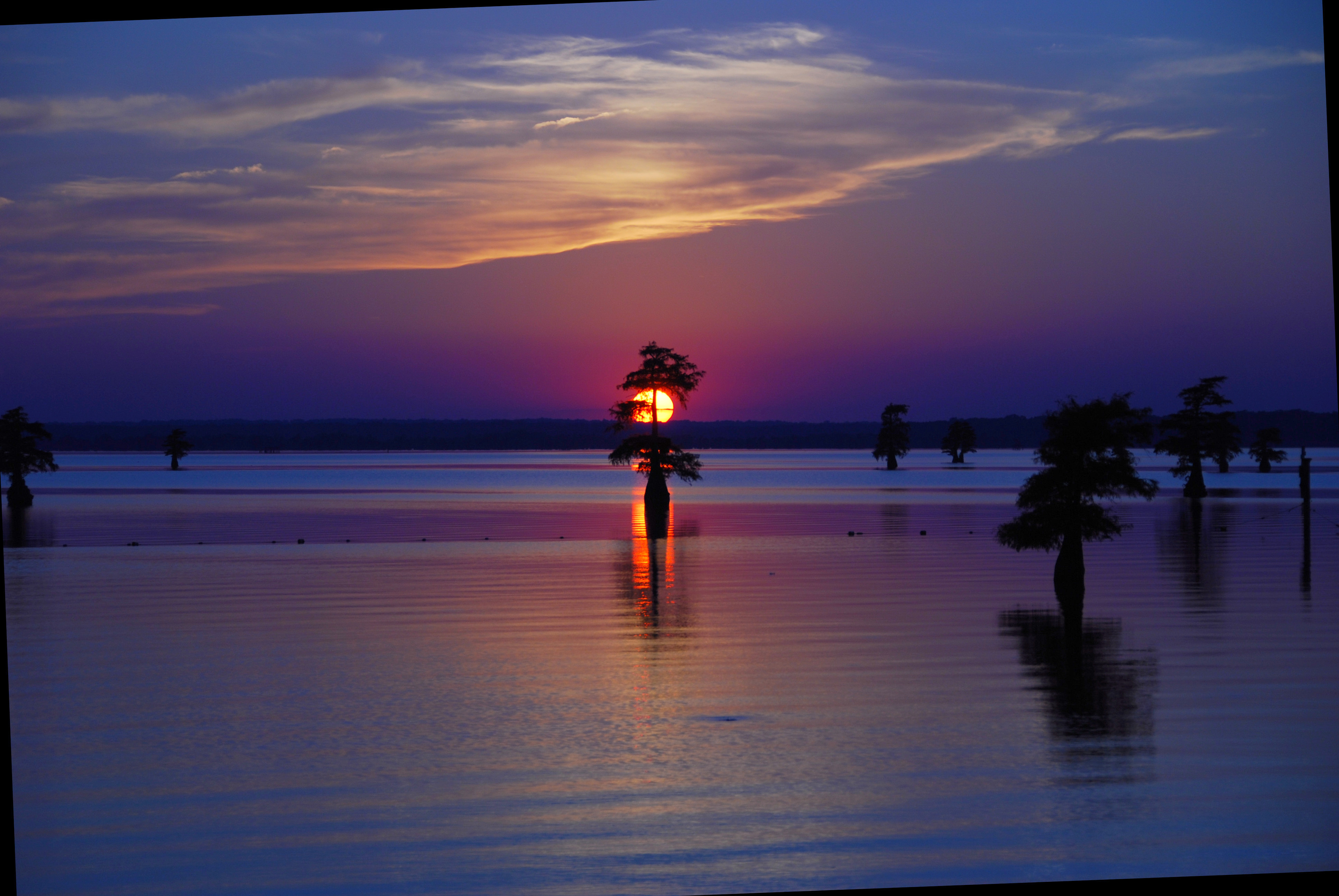 CADDO LAKE 8 (Print)