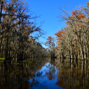 BLACK BAYOU LAKE 16 (CADDO PARISH) (Digital download)