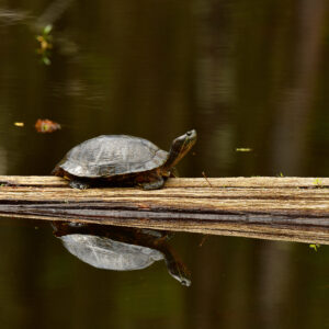 BLACK BAYOU LAKE 7 (CADDO PARISH) (Print)