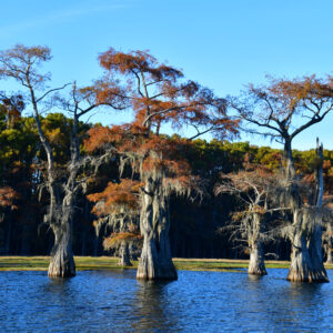 CADDO LAKE 18 (Digital download)