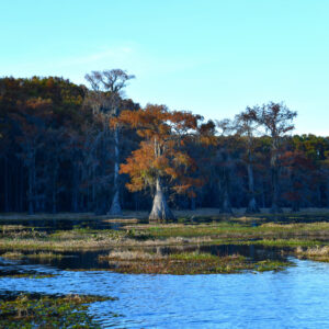 CADDO LAKE 1 (Digital download)