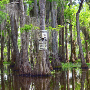 BLACK BAYOU LAKE 26 (CADDO PARISH) (Digital download)
