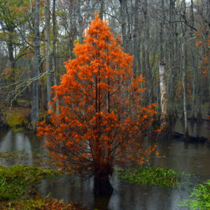BLACK BAYOU LAKE 19 (CADDO PARISH) (Digital download)