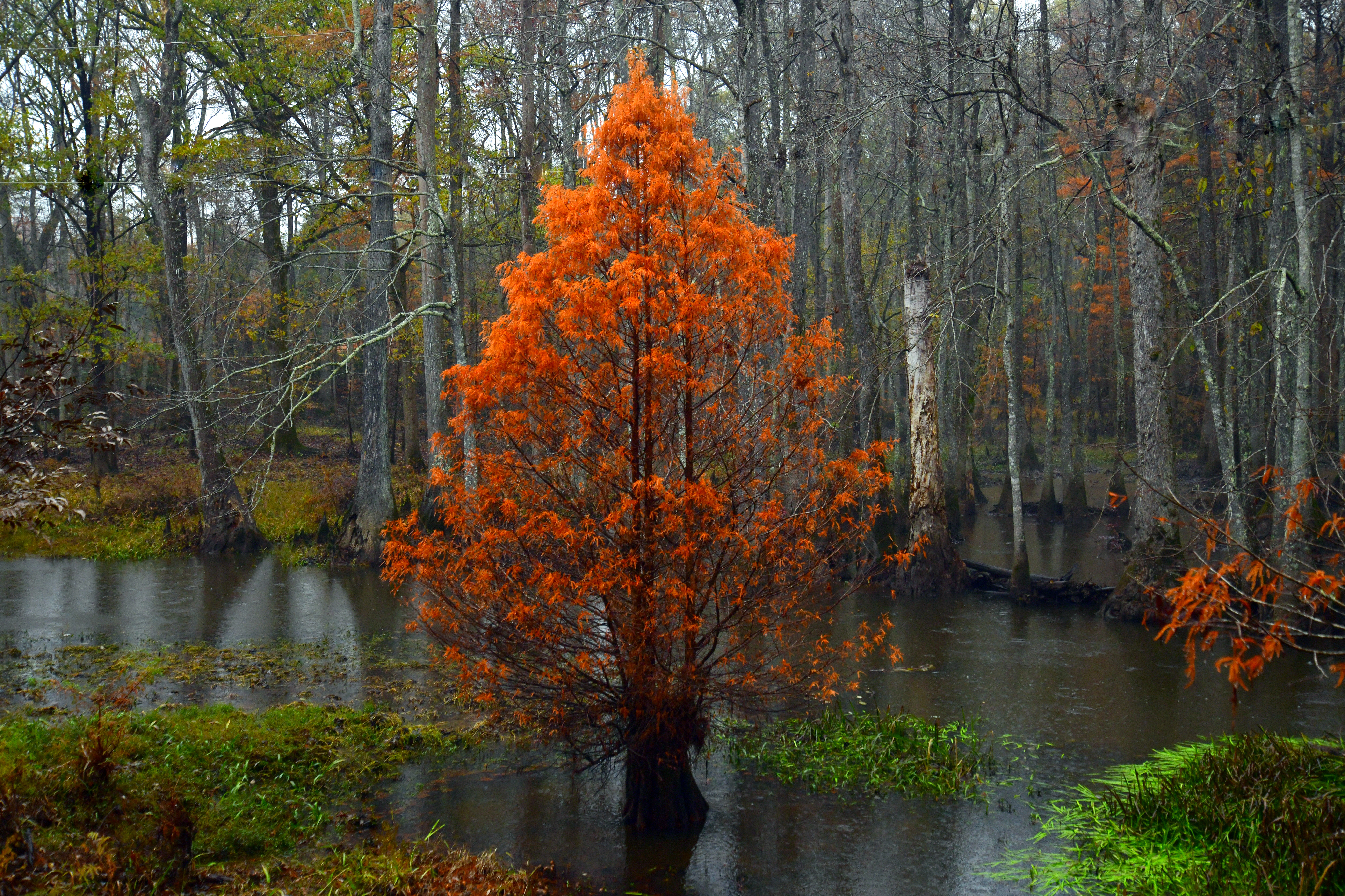 BLACK BAYOU LAKE 19 (CADDO PARISH) (Print)