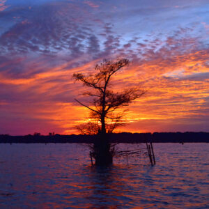 BLACK BAYOU LAKE 22 (CADDO PARISH) (Digital download)