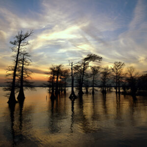 CADDO LAKE 21 (Digital download)