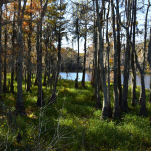 BLACK BAYOU LAKE 31 (CADDO PARISH) (Digital download)