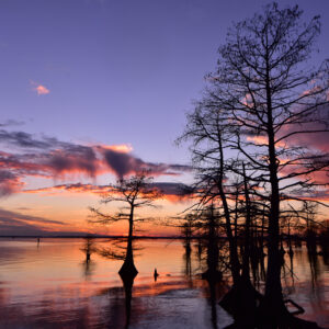 CADDO LAKE 2 (Digital download)
