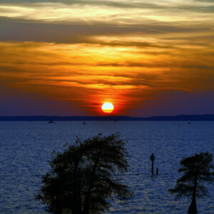 CADDO LAKE 30 (Print)