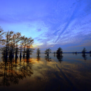 CADDO LAKE 9 (Digital download)