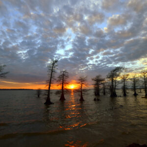 CADDO LAKE 13 (Digital download)
