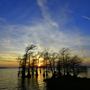CADDO LAKE 10 (Digital download)
