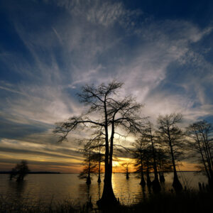 CADDO LAKE 6 (Digital download)