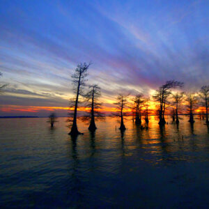 CADDO LAKE 7 (Digital download)