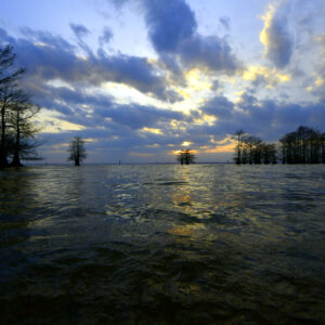 CADDO LAKE 24 (Print)
