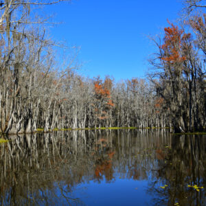 BLACK BAYOU LAKE 35 (CADDO PARISH) (Digital download)