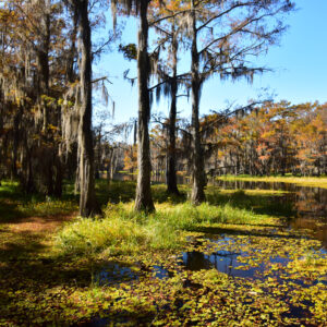 BLACK BAYOU LAKE 29 (CADDO PARISH) (Digital download)
