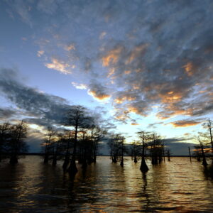 CADDO LAKE 17 (Digital download)