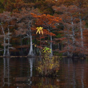 CADDO LAKE 15 (Digital download)