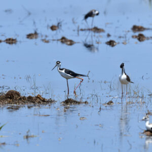 RED RIVER NATIONAL WILDLIFE REFUGE 16 (Digital download)