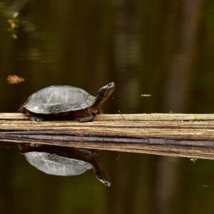 BLACK BAYOU LAKE 7 (CADDO PARISH) (Digital download)