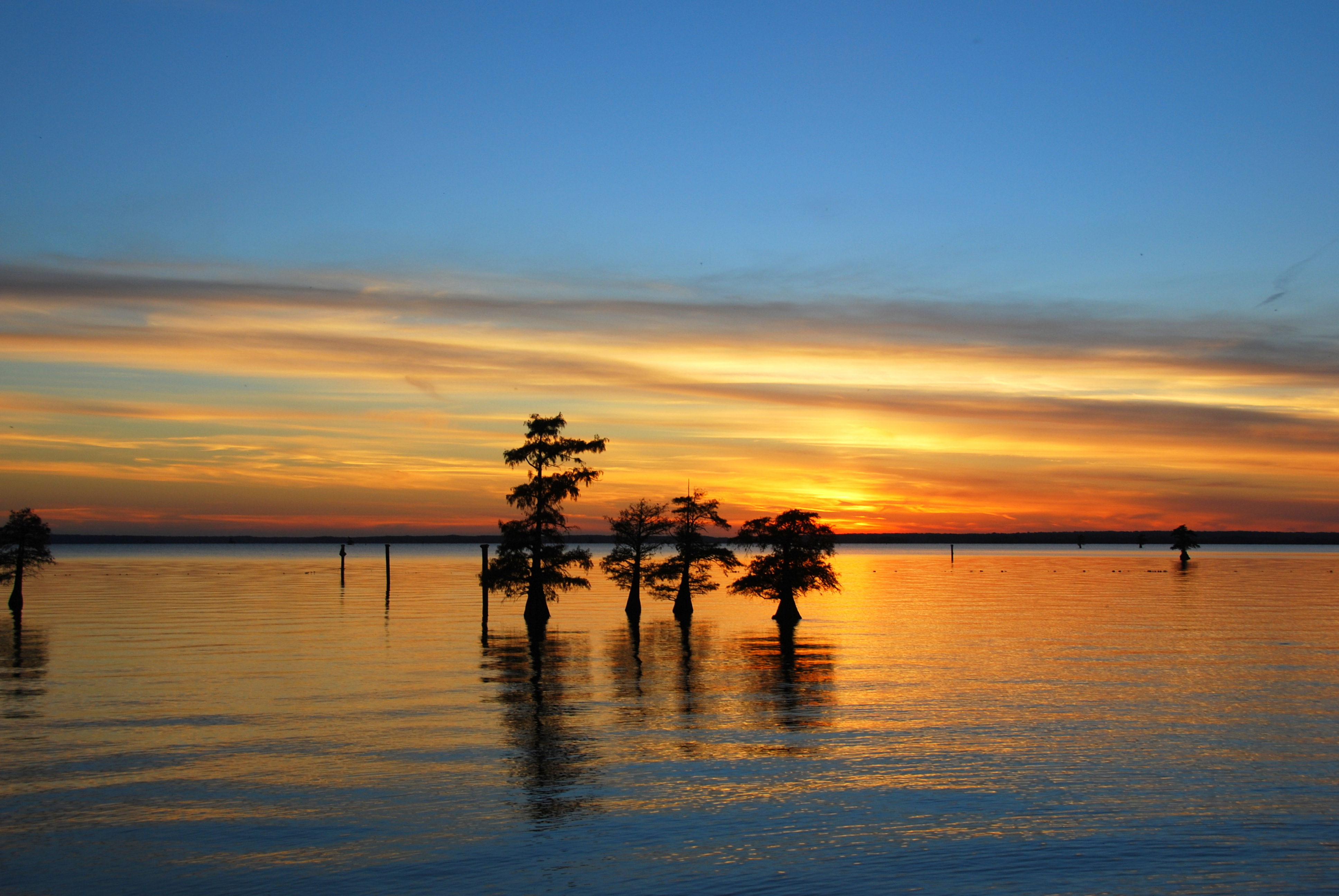 CADDO LAKE 29 (Print)