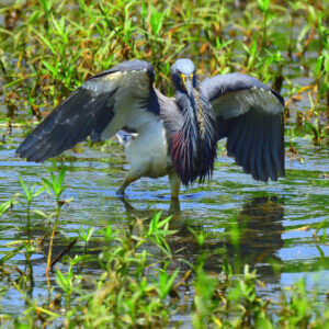 RED RIVER NATIONAL WILDLIFE REFUGE 11 (Digital download)