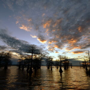CADDO LAKE 20 (Digital download)
