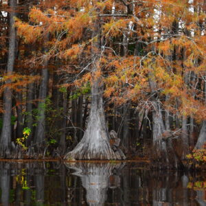 CADDO LAKE 23 (Digital download)