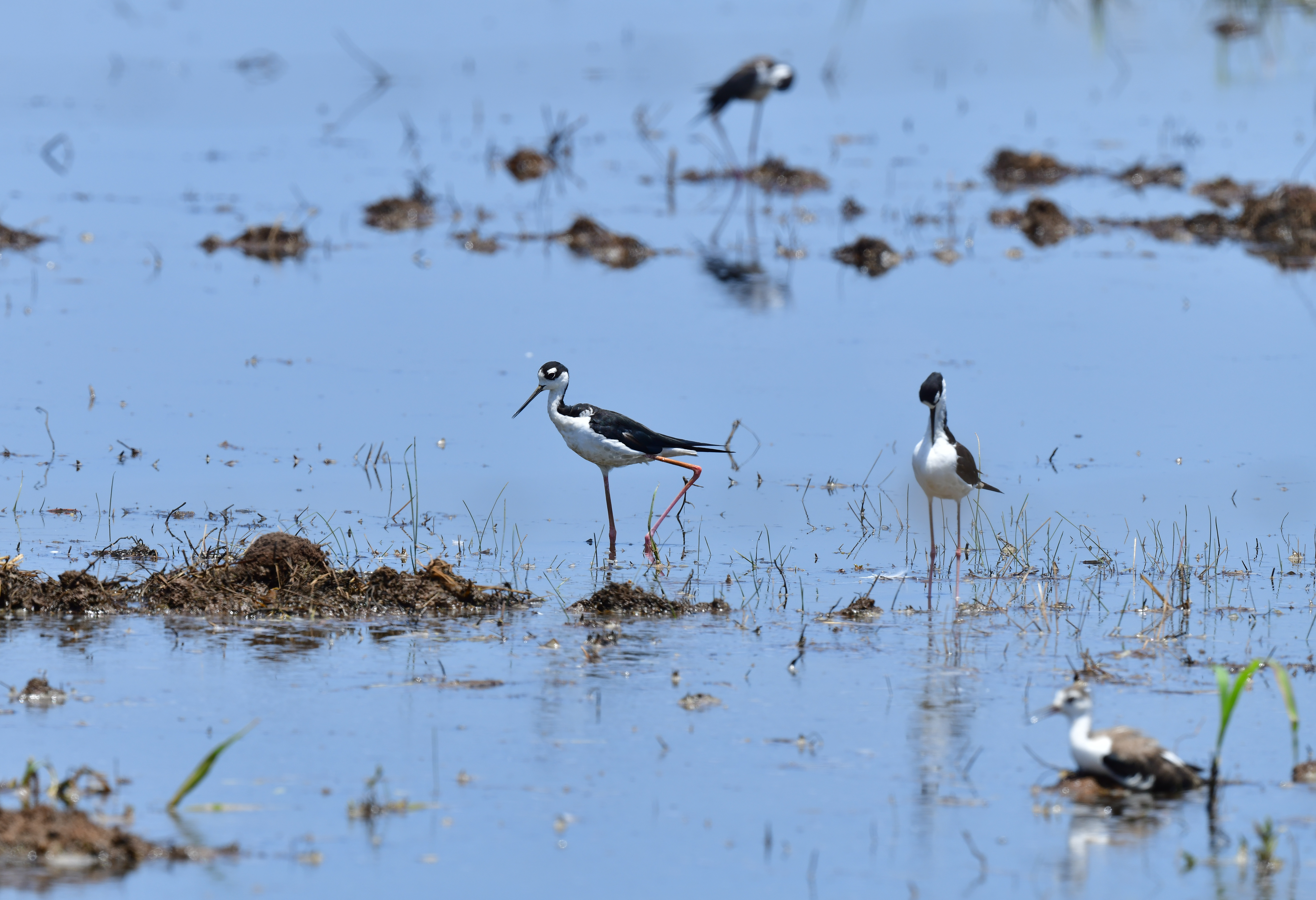 RED RIVER NATIONAL WILDLIFE REFUGE 16 (Print)